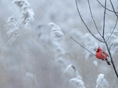 No mais profundo inverno... a vida invencível 