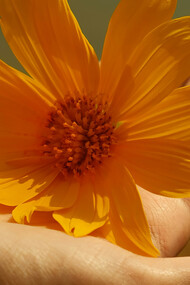 Dans la douceur d'une main, une fleur jaune s'ouvre, délicatement, incarnant la beauté d’un commencement