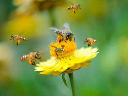 Honeybees’ wings beat 11,400 times per minute