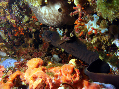 Un Gymnothorax unicolor fra i coralli