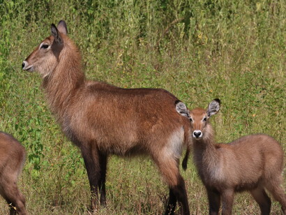 Defassa Waterbuck mother and calf © Gehan de Silva Wijeyeratne