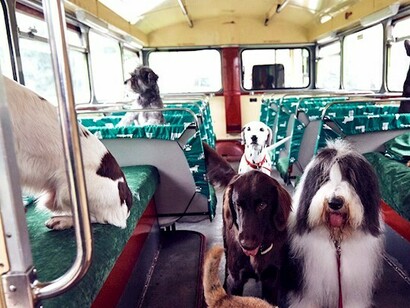 Perros subidos al autobús turístico K9