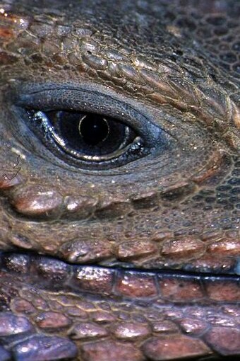 La supervivencia de estas iguanas se ve amenazada por la destrucción de su hábitat, el tráfico ilegal y la introducción de especies exóticas invasoras