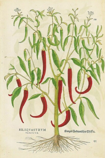 Peperoncino