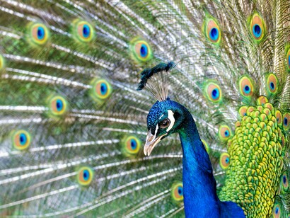 Pavão, ave símbolo da alma, da paz, da beleza, da prosperidade, do amor e da compaixão. Beleza, muito mais do que padrão estético se revela das mais diversas formas e tem muitas vezes um contexto ético e religioso. Representa o ser como ele verdadeiramente é, no seu eu mais profundo. Sem máscaras e sem filtros. Não uma beleza construída e artificial que do ser nada irradia, mas uma beleza pura e verdadeira porque nasce naturalmente, sem encenação ou artimanhas