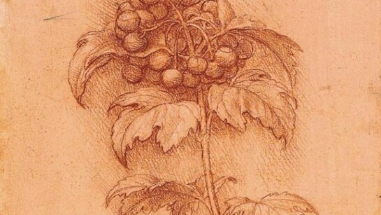 Leonardo Da Vinci - Anemone dei boschi (Anemone nemerosa, destra) e Calta palustre (Caltha palustris, sinistra), c. 1506-08, Collezione Windsor, Landscapes, Plants and Water Studies, folio 23 r., particolare.