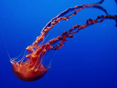 Un esemplare di Chrysaora achlyos