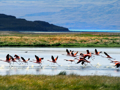 Patagonia (Argentina). Bandada de flamencos sobre el lago Argentina