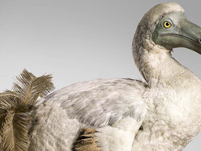 Masterpieces of Taxidermy. Courtesy of Museum für Naturkunde