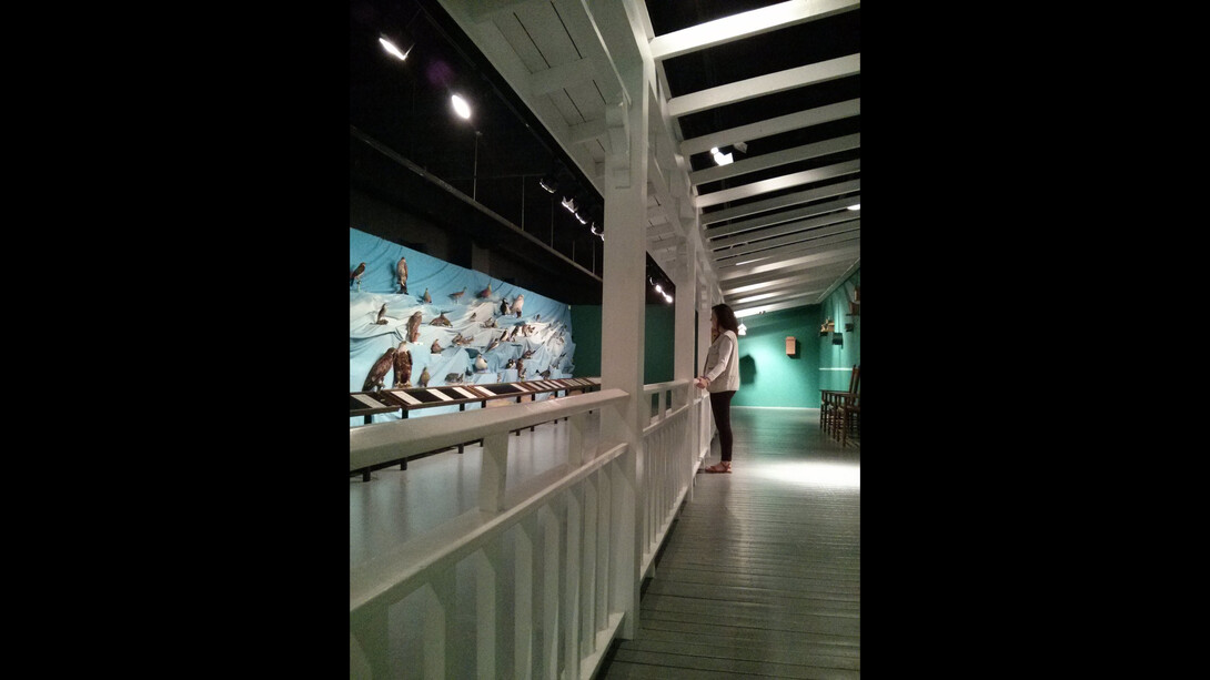 Birds of New Brunswick. Courtesy of New Brunswick Museum