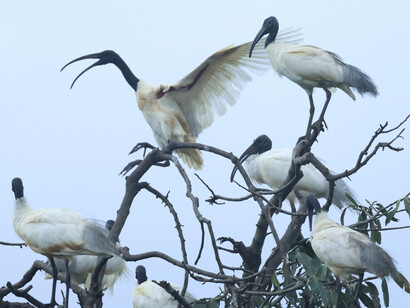 Black-headed Ibis in Lahugala National Park (c) Gehan de Silva Wijeyeratne