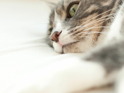 A relação que humanos constroem com seus animais de estimação é diferente daquela que estabelecem com outros seres humanos