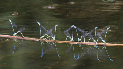 Mating Azure Damselflies © Gehan de Silva Wijeyeratne