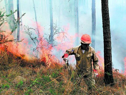 Monocultura e incendios en el sur de Chile