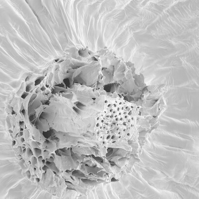 Boyle Family - Studies of Animal Life, Barcelona Site, World Series, 2000-2009 © Boyle Family