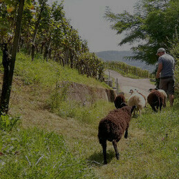 Hoss Hauksson mentre lavora nel suo vigneto in Svizzera
