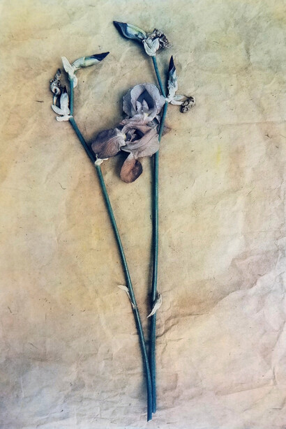 Bloomfield Bearded, Iris, 2018, tri-color-gum-bichromate, 9x12. 