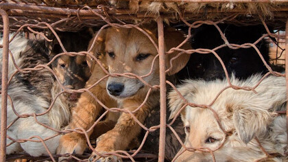 Yulin dog meat festival. Perros enjaulados