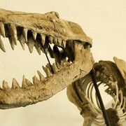 The dinosaurs rooms and courtyard. Courtesy of Museo di Storia Naturale