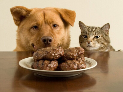 Perro y gato observando un plato sobre la mesa