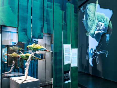 Macaws. Courtesy of Museum für Naturkunde