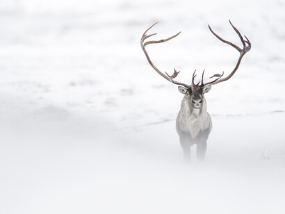 The incredible pictures of Vincent Munier collected in the wonderful book 'Artico'.