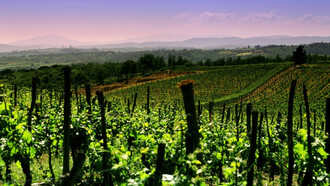 Vigneti nel Franciacorta