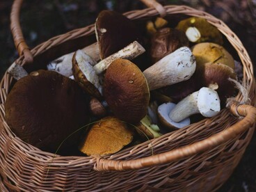 After finding the gleaming fungus in the woods, she quickly delivers it to cure the beast