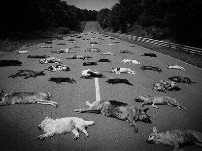 Abandon des animaux. 140 cadavres de chiens étendus sur l'asphalte. Cette photo a été prise en juillet 1980 par le photographe Manuel Litran, pour Paris Match, et les chiens étendus sur la route sont les 140 animaux abandonnés que la SPA a dû euthanasier en seulement deux jours cette année là
