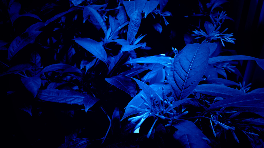 Hicham Berrada - Azur, 2014-2015, Papier Arche 300g tendu sur châssis, Chlorure de Cobalt, résistance, verre, 60 x 50 x 19 cm,- Celeste, 2014, Vidéo couleur. Ciel gris, fumée bleu ciel, 5 min 55 s, Vue de l’exposition « Paysages a circadiens », kamel mennour (6 rue du Pont de Lodi), Paris, 2015 © Hicham Berrada © Photo. Fabrice Seixas, Courtesy the artist and kamel mennour, Paris