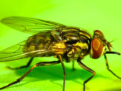 Mosca de establo («Stomoxys calcitrans») 