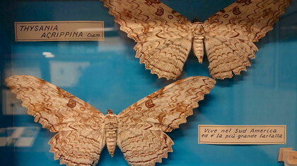 Thysania agrippina, também conhecida como Mariposa-imperador