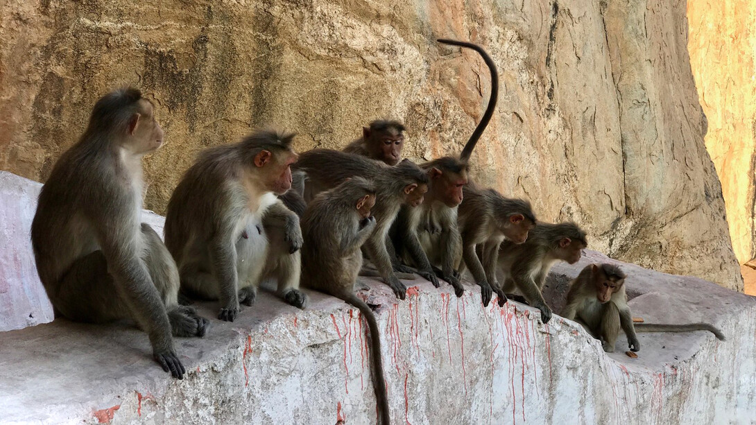 In freedom the social structure of monkeys is basically harem