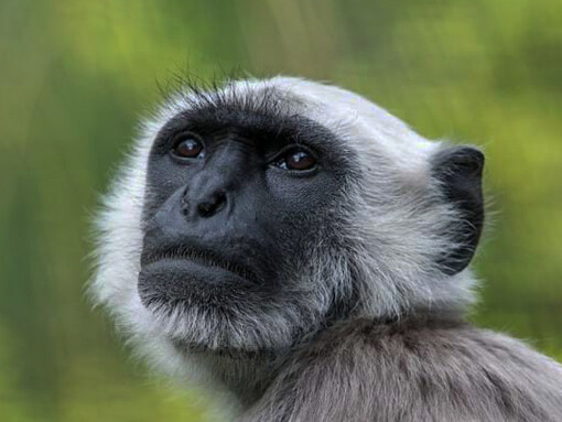 Scimmia langur