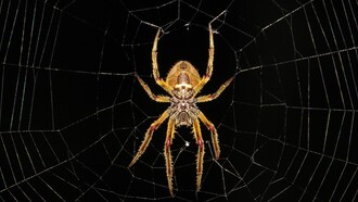 Los biógrafos de Spinoza refieren su gusto por observar peleas entre arañas o arrojar moscas a una tela de araña