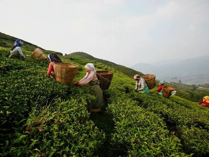 Raccoglitrici di tè nella Mist Valley 