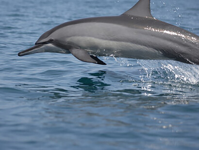 Spinner Dolphin © Gehan de Silva Wijeyeratne