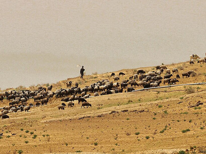 Sheepherding along the banks of the Amu Darya River, Xorazm, Uzbekistan
