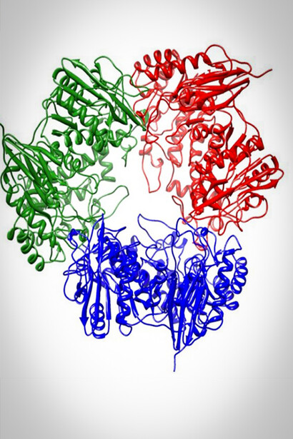 Bêta-galactosidase. Au moment où Jacques Monod démarre ses recherches sur le lien entre le lactose et la bêta-galactosidase, une autre explication est encore inconcevable, car la Physique semble l’interdire