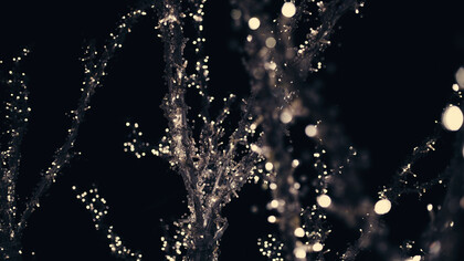 Acercamiento a las ramas de un árbol decorado con luces