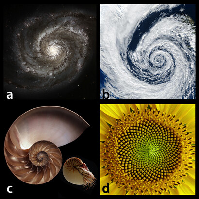 Spiral patterns in nature. Logarithmic spirals are ubiquitous in nature: a spiral galaxy (a), a subtropical cyclone (b) and the shell section, showing the internal architecture, of the cephalopod 'Nautilus' (c), besides (on the right, in the same panel) the living animal is shown. The mollusk inside the shell grows in fixed proportions. At each growth step, the 'Nautilus' adds to his spiral shaped shell a new, larger chamber, so to have adequate place. In (d) the seed heads in the sunflower head. The generative principle of this pattern is the "golden angle" (~ 137.5°) see Note 5. In 1979, the biophysicist Helmut Vogel created a mathematical model representing the growth patterns of the corresponding primordial, showing that only the golden angle produces a very tight packing of the seed heads. Even a slight change of the angle causes the pattern to break up with gaps between the seeds (see Stewart, 2011). Similar complex patterns can be recognized also in some other plants.