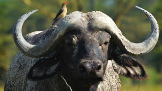 Brown bird on top of black buffalo