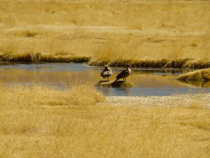 Humedales del Salar de Maricunga