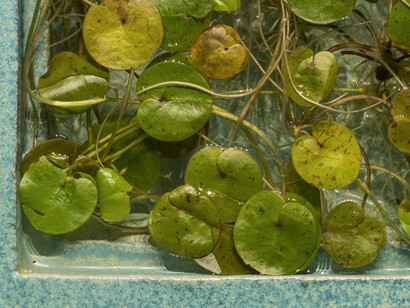 Paolina, 2017, enamelled ceramic, water and aquatic plant, oxidize iron | ceramica smaltata, acqua e piante acquatiche, ferro ossidato, 99 x 45 x 80 cm. Courtesy Galleria Continua, San Gimignano / Beijing / Les Moulins / Habana and Comune di Santa Croce sull’Arno. Photo Ela Bialkowska, OKNO studio
L’opera è il risultato della relazione tra Ornaghi & Prestinari e Consorzio Depuratore di Santa Croce sull’Arno per Out of the Box. Arte - impresa - territorio, Villa Pacchiani, Santa Croce sull'Arno, 2017 – 2018