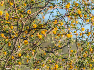Si bien el estatus de "Vachellia farnesiana" como planta nativa o planta introducida es objeto de debate, su ubicuidad en el condado de Boulia está fuera de toda duda. Burke River en  Boulia oeste de Queensland, Australia