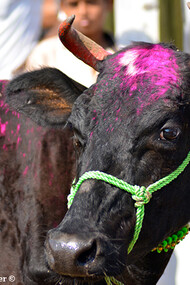 Una mucca dipinta di rosa al mercato del bestiame