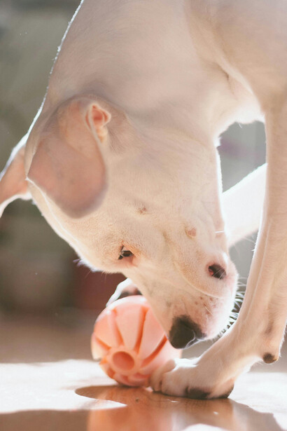 Aunque su apariencia imponente suele generar temor, quienes lo crían con responsabilidad descubren en él a un compañero leal, afectuoso y profundamente noble