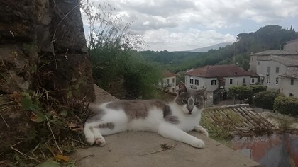 Gatto randagio del Borgo di Sipicciano, Viterbo, Italia. Il Poeta