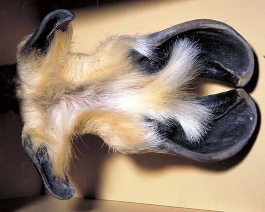 Mammal Gallery. Courtesy of Canadian Museum of Nature