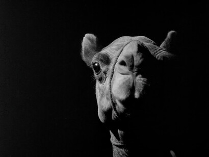 Ibrahim Shaddad, Jamal (A camel) (film still), 1981. Mit freundlicher Genehmigung des Weltmuseums Wien